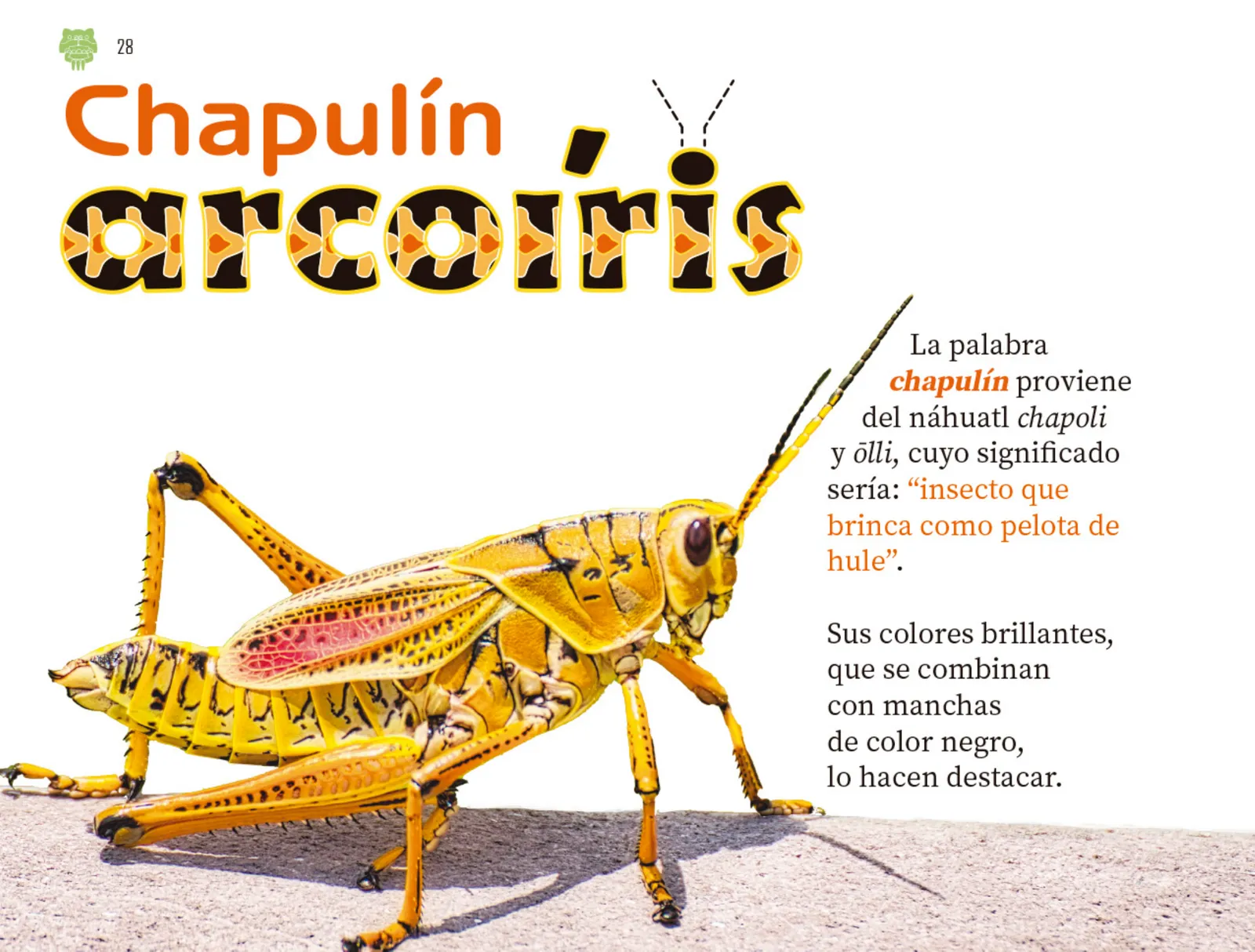 Miniatura página 29 de Múltiples lenguajes.   Libro de Educación Preescolar Grado 2°  Ciclo Escolar 2025 - 2026