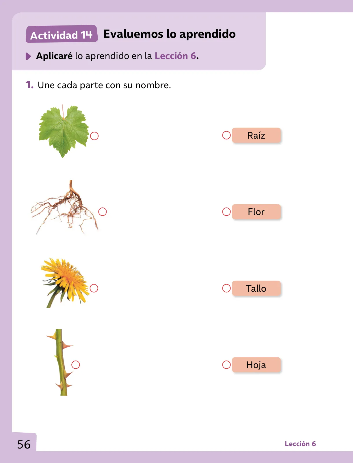Miniatura página 57 de Ciencias Naturales – Primero Básico | Texto del Estudiante (MINEDUC) – Descargar PDF · 2024