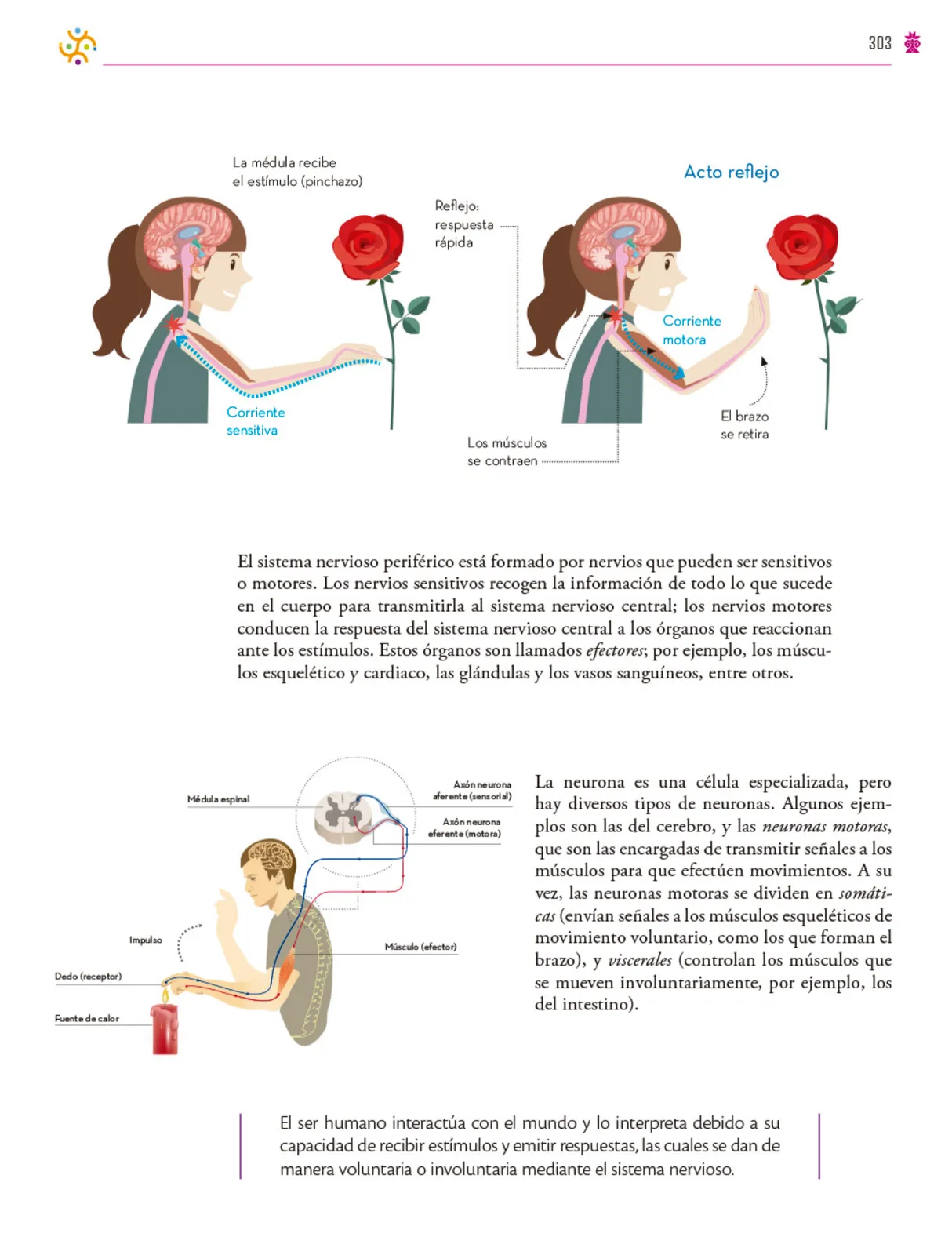 Página 304 de Colección Ximhai. Saberes y pensamiento científico. Libro de Educación Secundaria Grado 1° Ciclo Escolar 2025 - 2026
