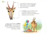 Miniatura página 141 de Múltiples lenguajes.   Libro de Educación Preescolar Grado 2°  Ciclo Escolar 2025 - 2026