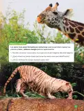 Miniatura página 51 de Libro de Ciencias Naturales – Quinto Básico | Texto del Estudiante MINEDUC – Descargar PDF · 2024