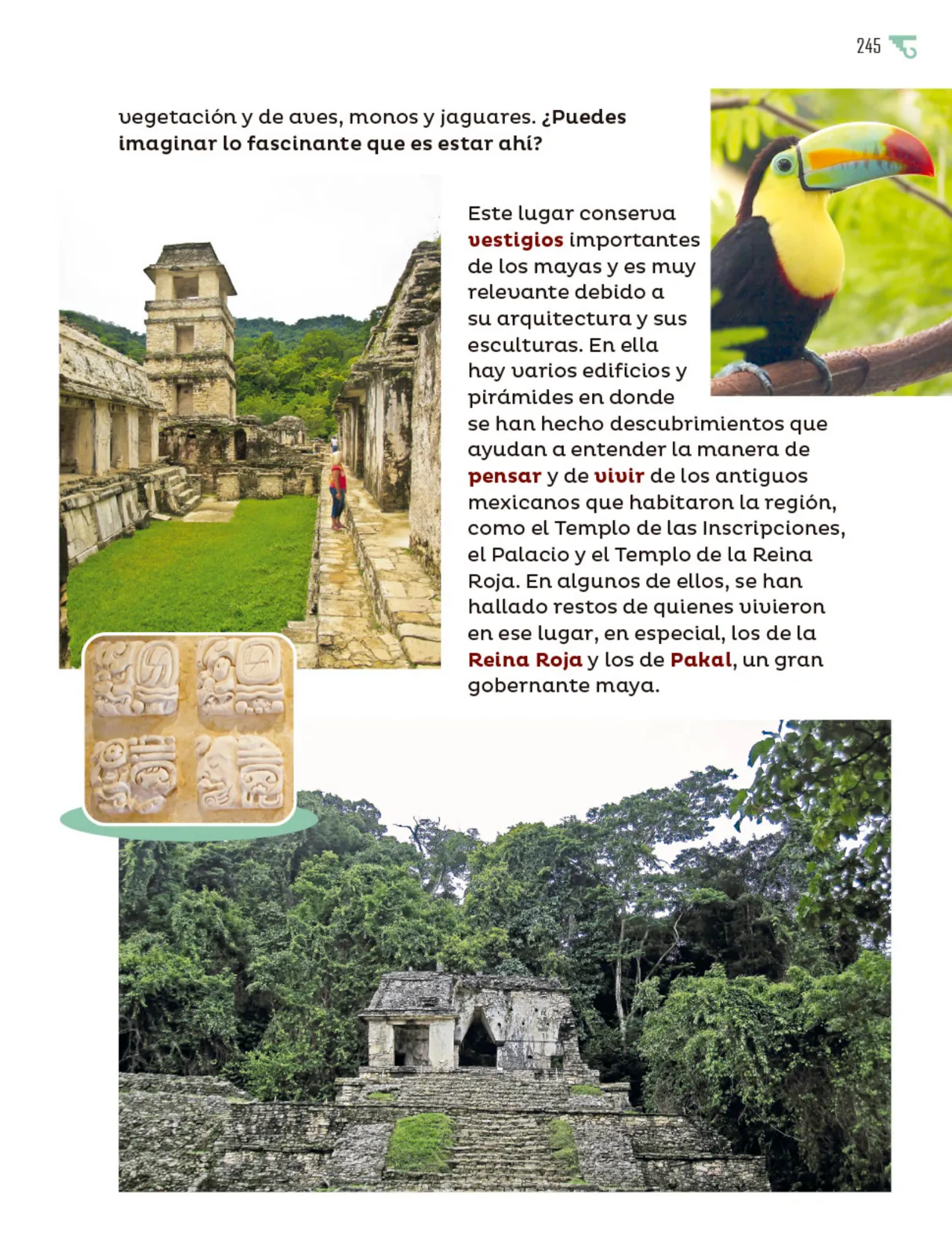 Miniatura página 246 de Múltiples lenguajes.   Libro de Educación Primaria Grado 5°  Ciclo Escolar 2025 - 2026