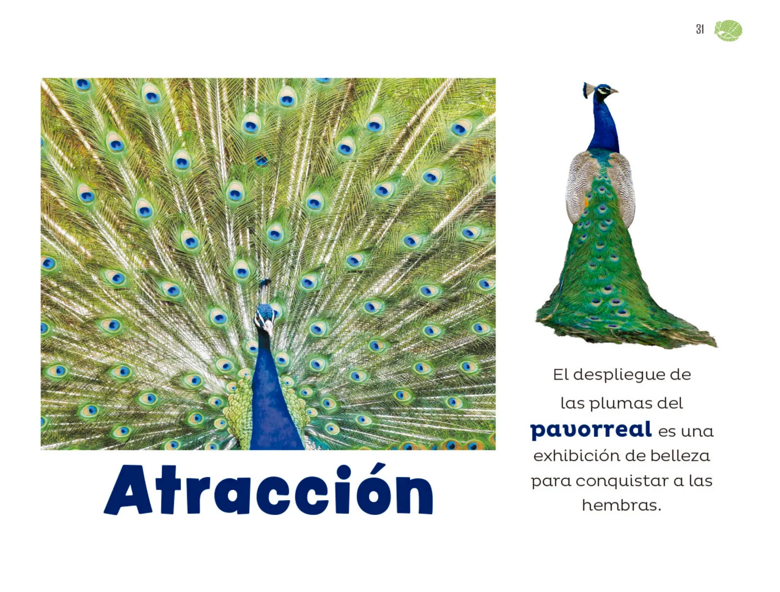 Página 32 de Múltiples lenguajes. Libro de Educación Preescolar Grado 1° Ciclo Escolar 2025 - 2026