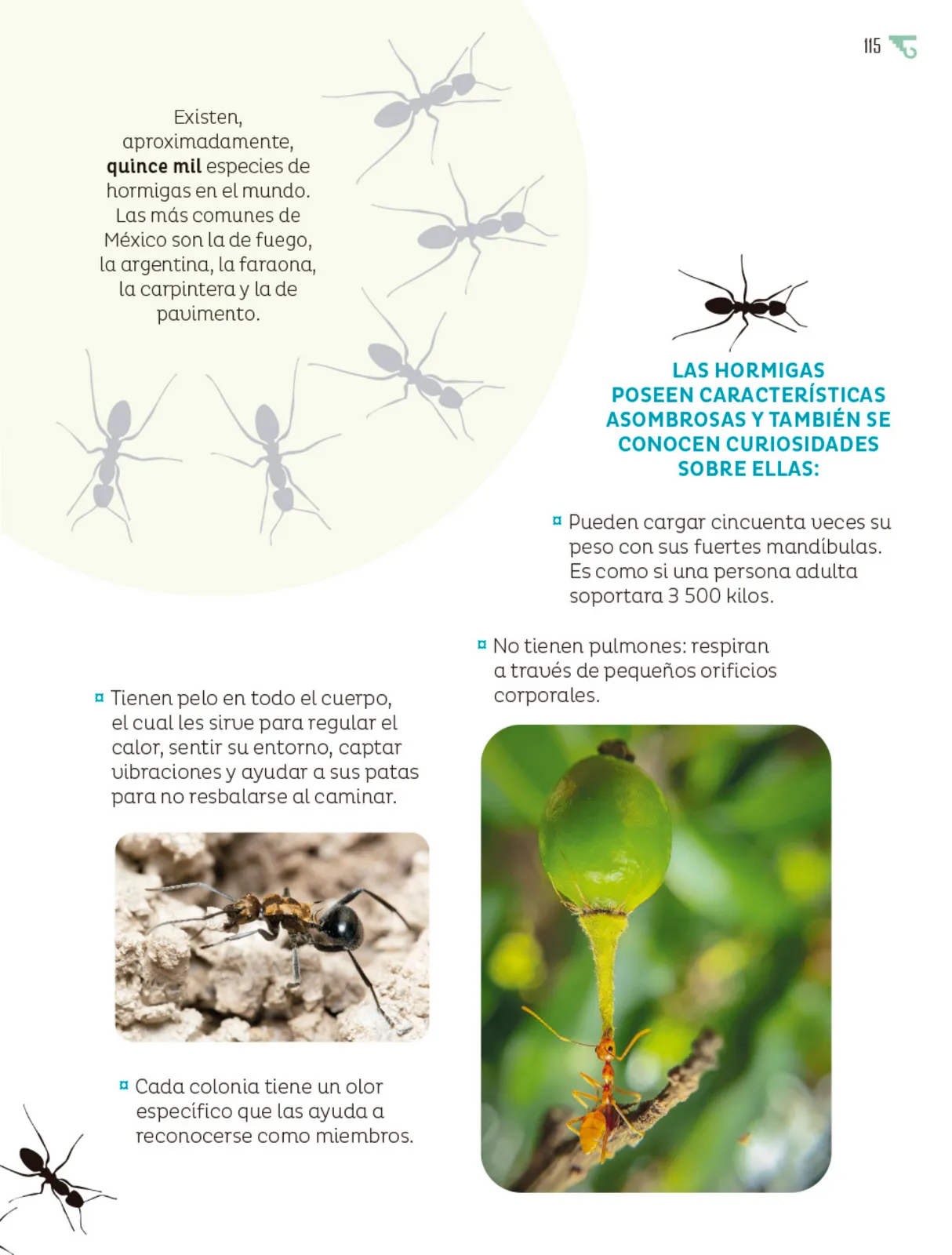 Miniatura página 116 de Múltiples lenguajes.   Libro de Educación Primaria Grado 6°  Ciclo Escolar 2025 - 2026