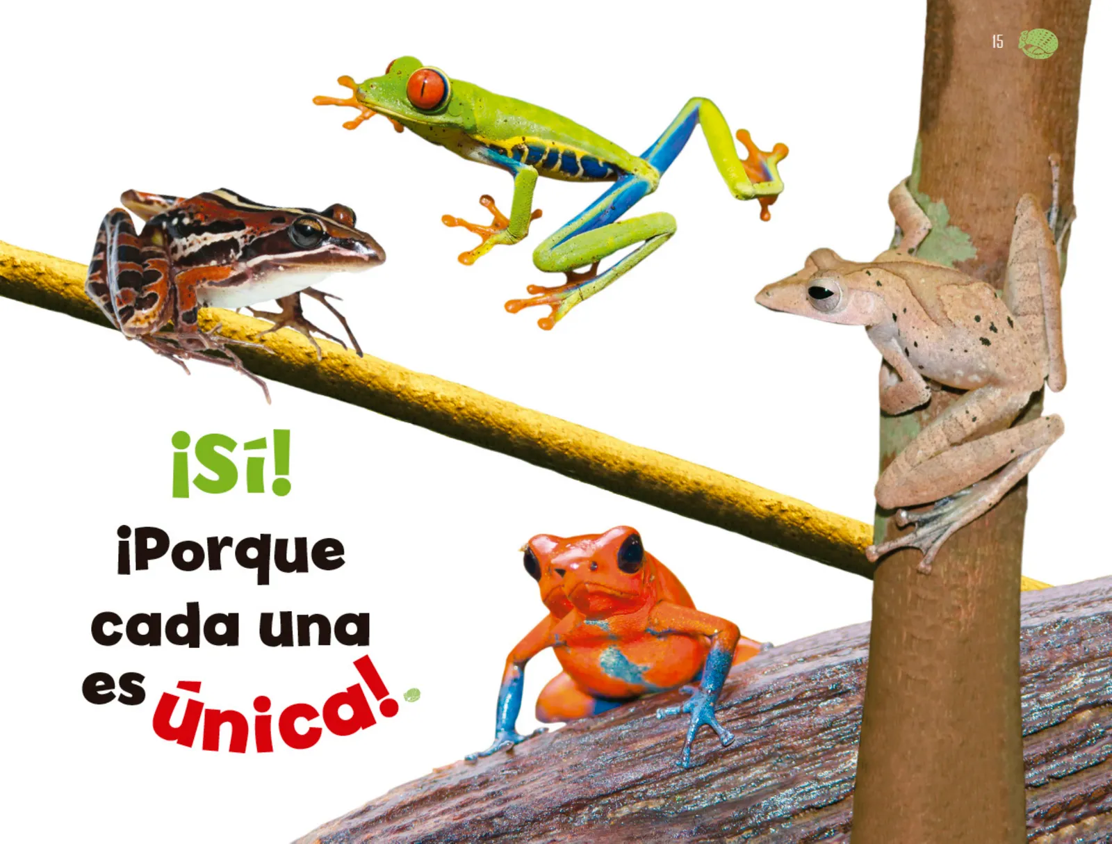 Miniatura página 16 de Múltiples lenguajes.   Libro de Educación Preescolar Grado 1°  Ciclo Escolar 2025 - 2026