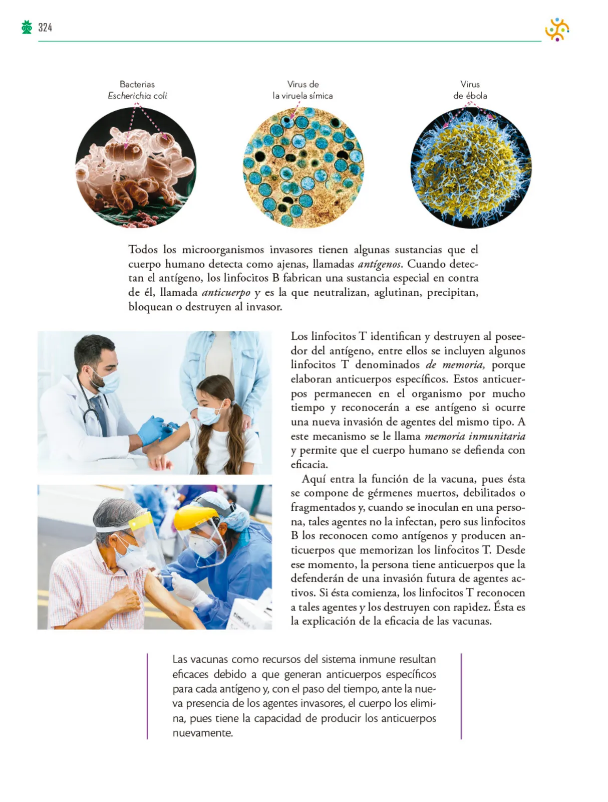Miniatura página 325 de Colección Ximhai. Saberes y pensamiento científico.   Libro de Educación Telesecundaria Grado 1°  Ciclo Escolar 2025 - 2026