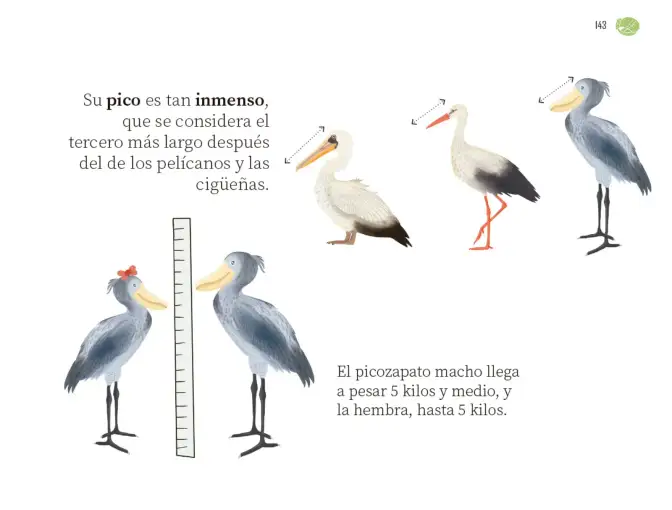 Página 144 de Múltiples lenguajes. Libro de Educación Preescolar Grado 1° Ciclo Escolar 2025 - 2026