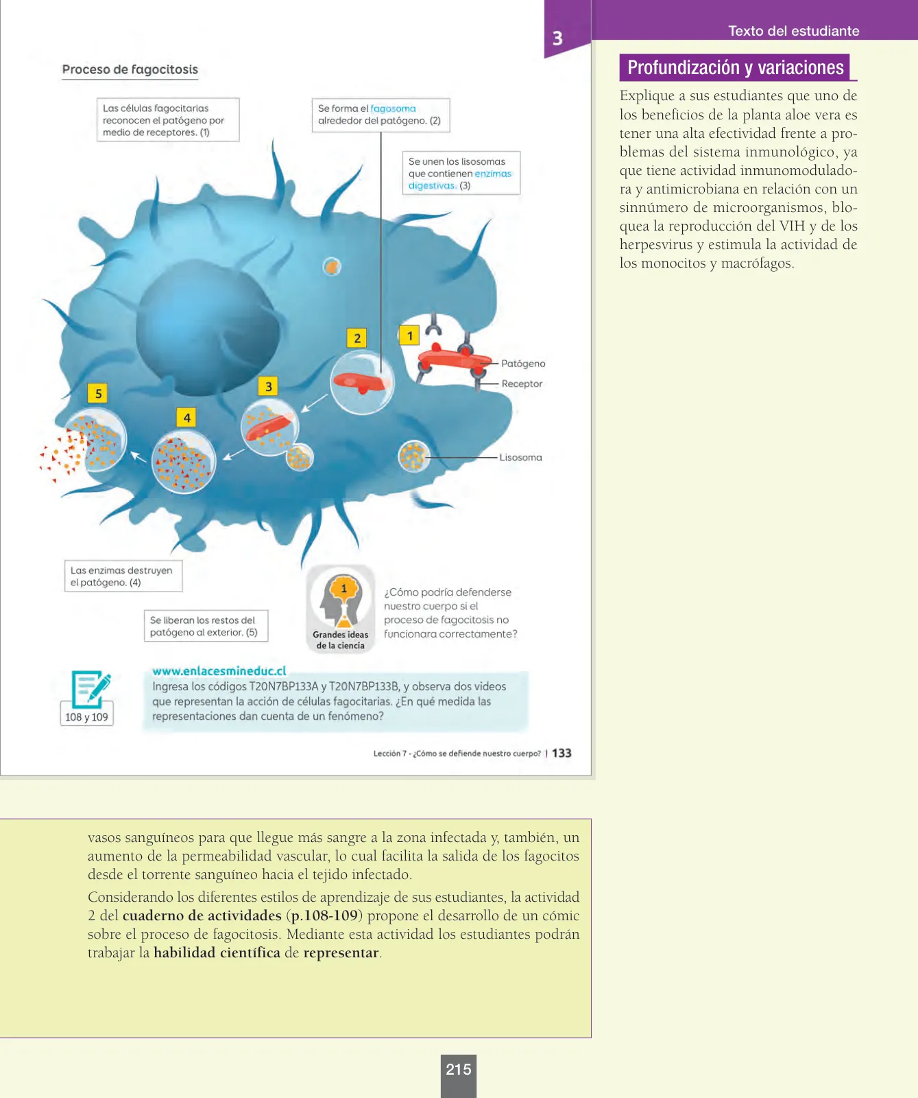 Página 40 de Ciencias Naturales – Séptimo Básico | Texto del Estudiante MINEDUC – Descargar PDF · 2024