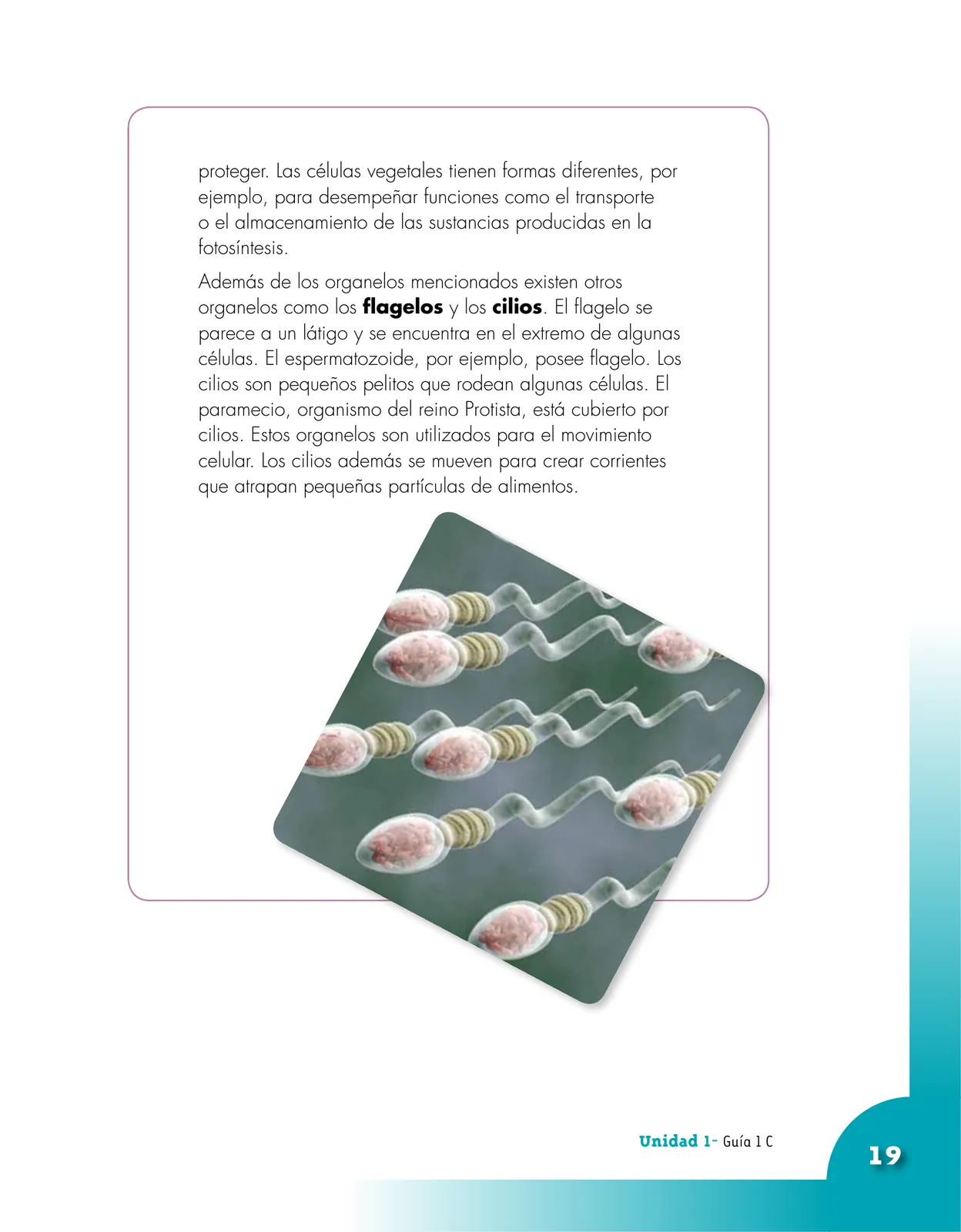 Página 19 de Ciencias Naturales 5° · Cartilla 01