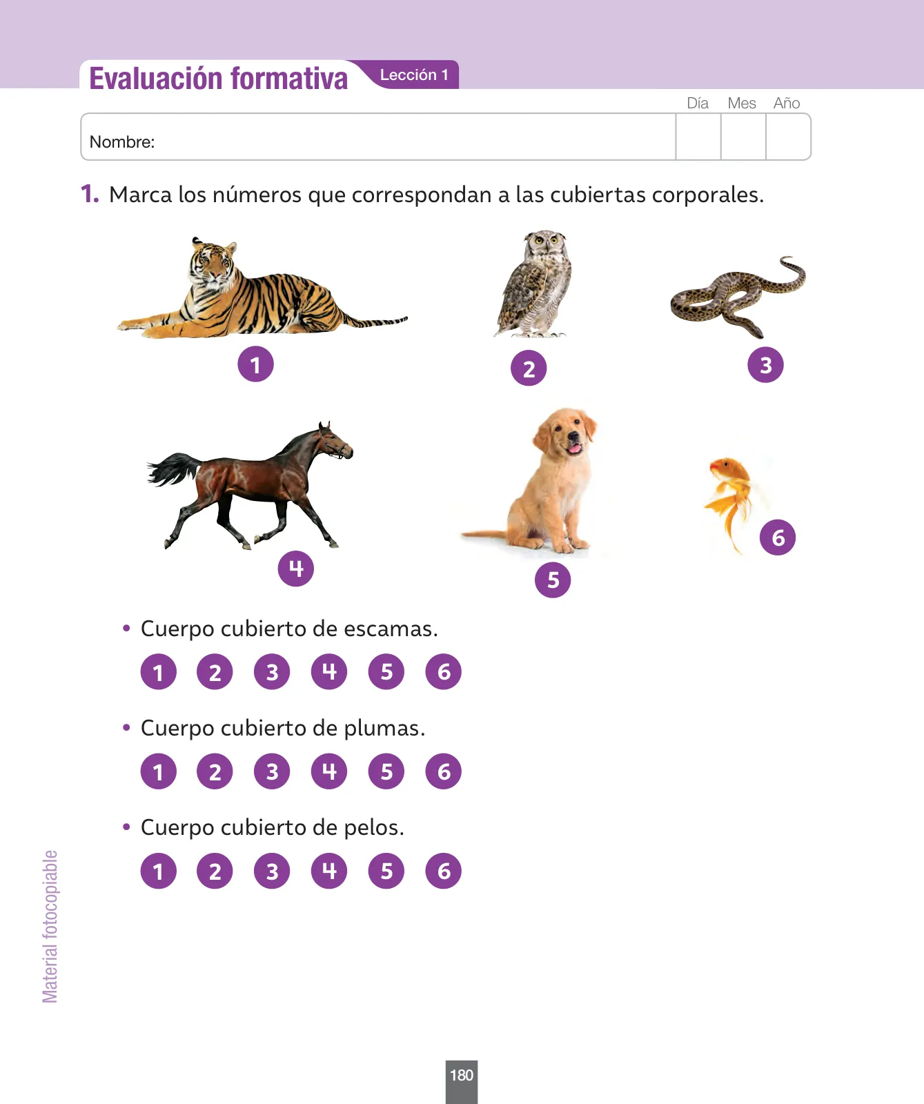 Miniatura página 181 de Ciencias Naturales – Primero Básico | Texto del Estudiante (MINEDUC) – Descargar PDF · 2024