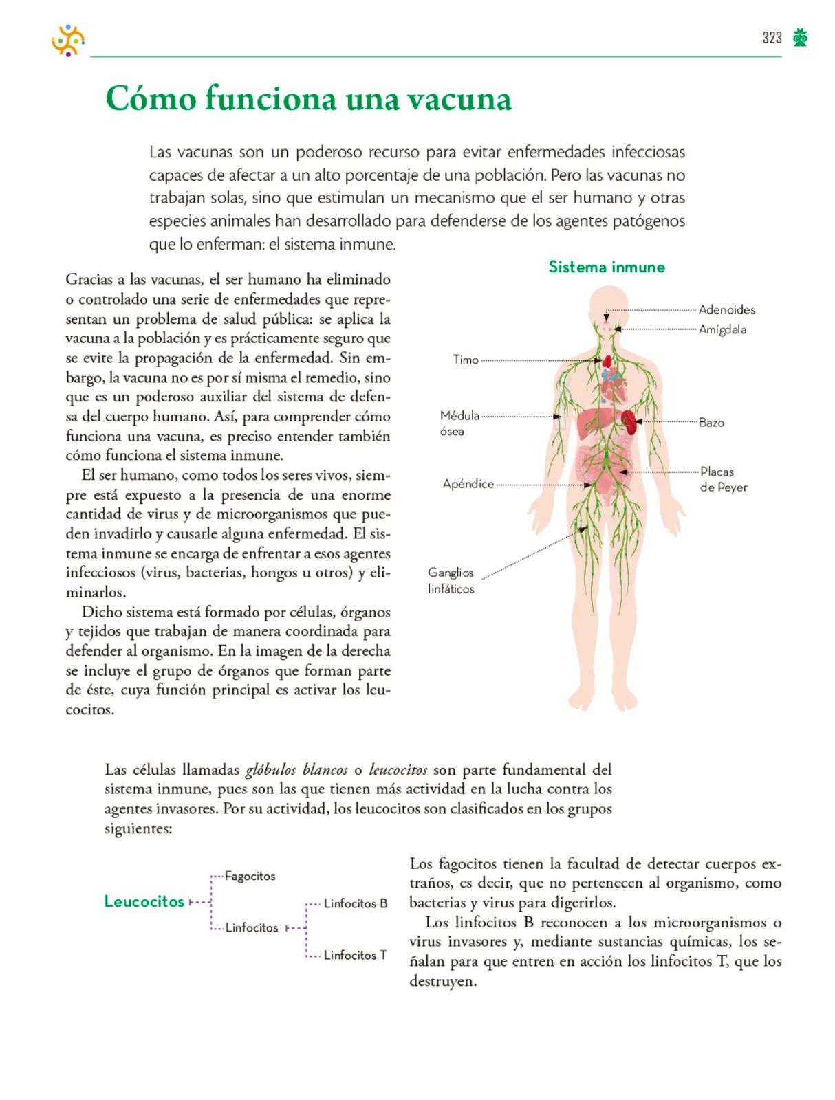 Miniatura página 324 de Colección Ximhai. Saberes y pensamiento científico.   Libro de Educación Telesecundaria Grado 1°  Ciclo Escolar 2025 - 2026