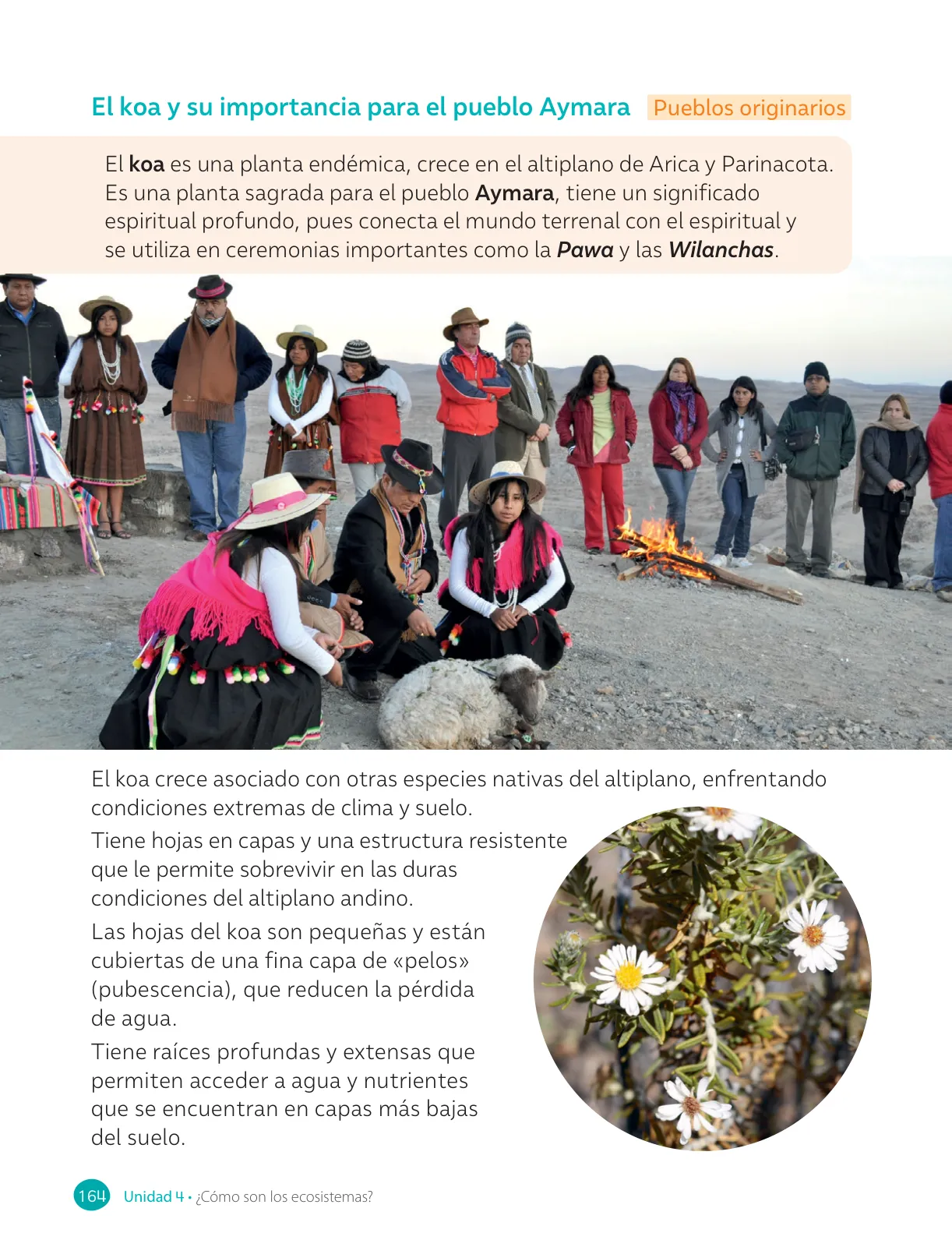 Página 166 de Ciencias Naturales – Cuarto Básico | Texto del Estudiante MINEDUC – Descargar PDF · 2024