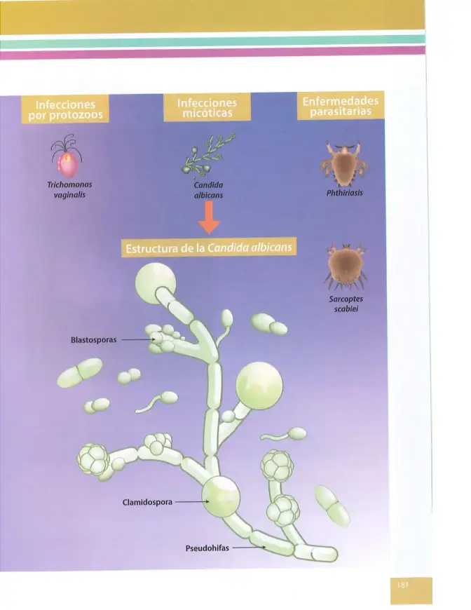 Página 180 de Ciencias Naturales 8° · Egb 8 Ciencias Naturales 2025 · 2025