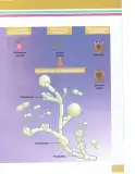 Miniatura página 180 de Ciencias Naturales 8° · Egb 8 Ciencias Naturales 2025 · 2025