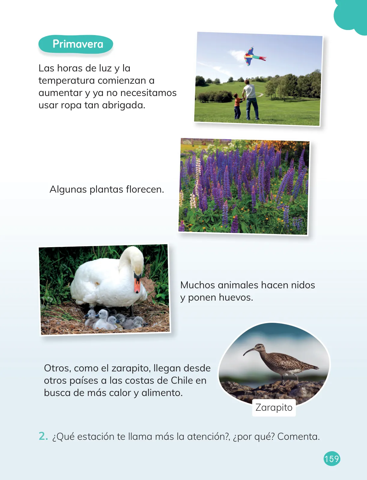 Miniatura página 161 de Ciencias Naturales – Primero Básico | Texto del Estudiante (MINEDUC) – Descargar PDF · 2024