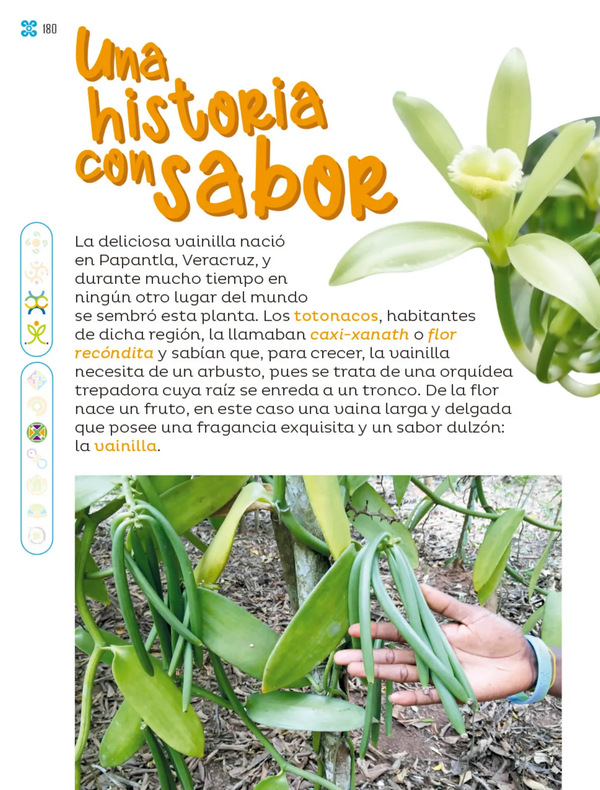 Miniatura página 181 de Múltiples lenguajes.   Libro de Educación Primaria Grado 1°  Ciclo Escolar 2025 - 2026