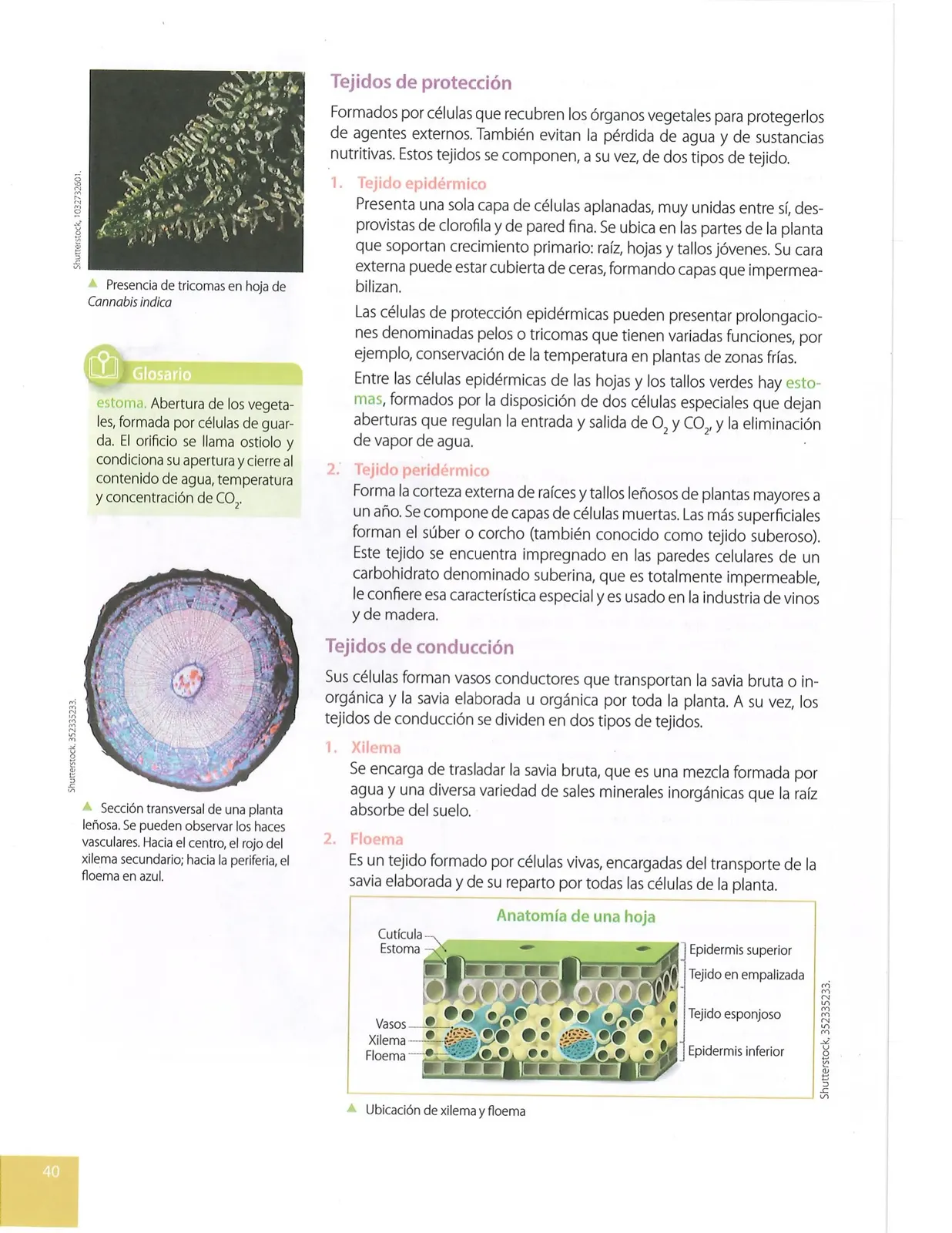 Miniatura página 37 de Ciencias Naturales · 10 EGB · 2024