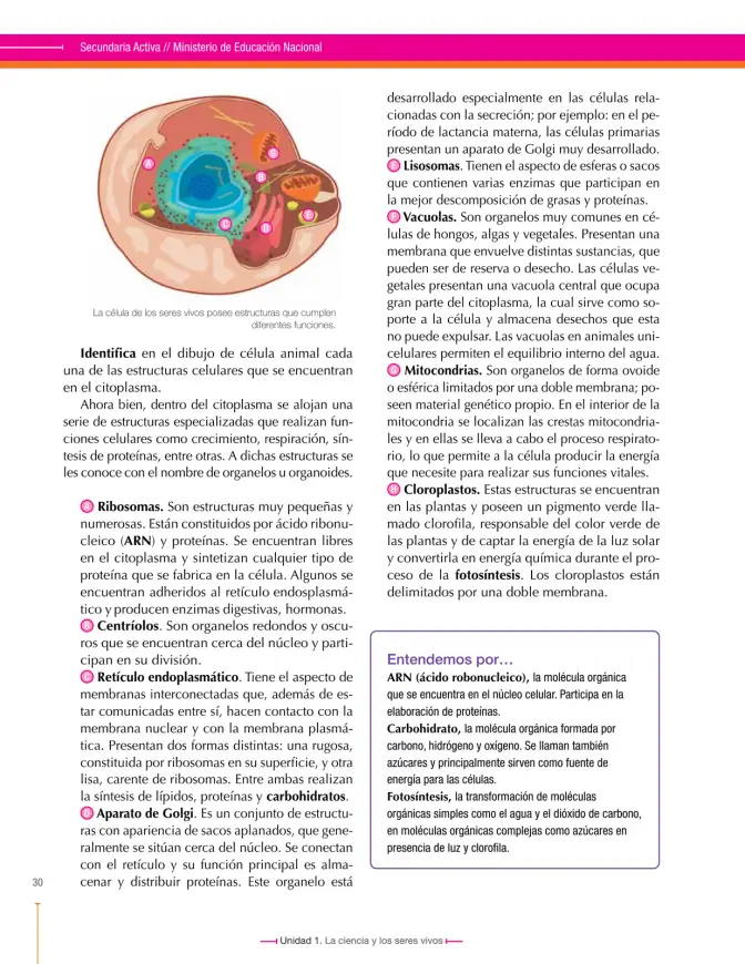 Página 30 de Ciencias Naturales 6° · Secundaria Activa