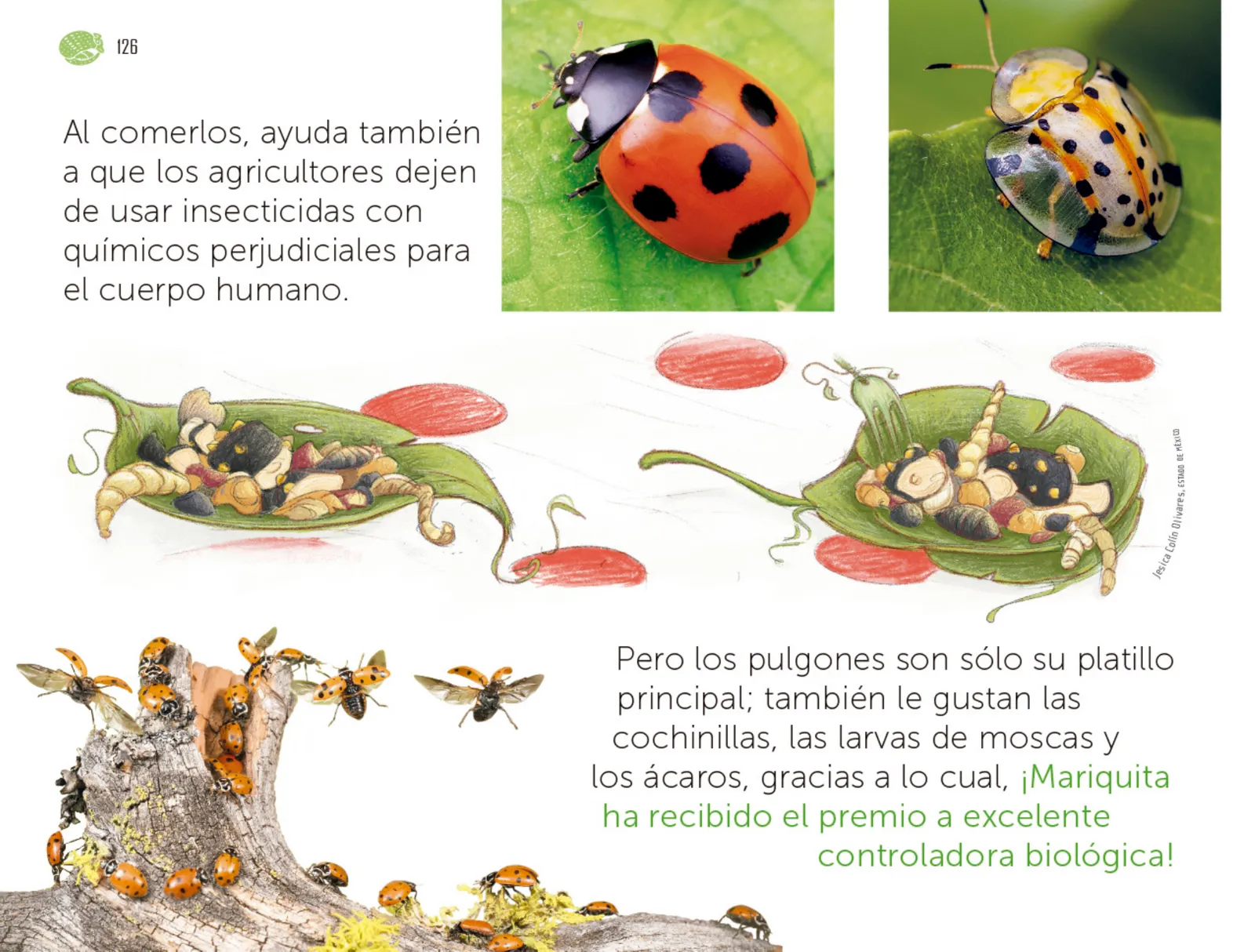 Miniatura página 127 de Múltiples lenguajes.   Libro de Educación Preescolar Grado 1°  Ciclo Escolar 2025 - 2026