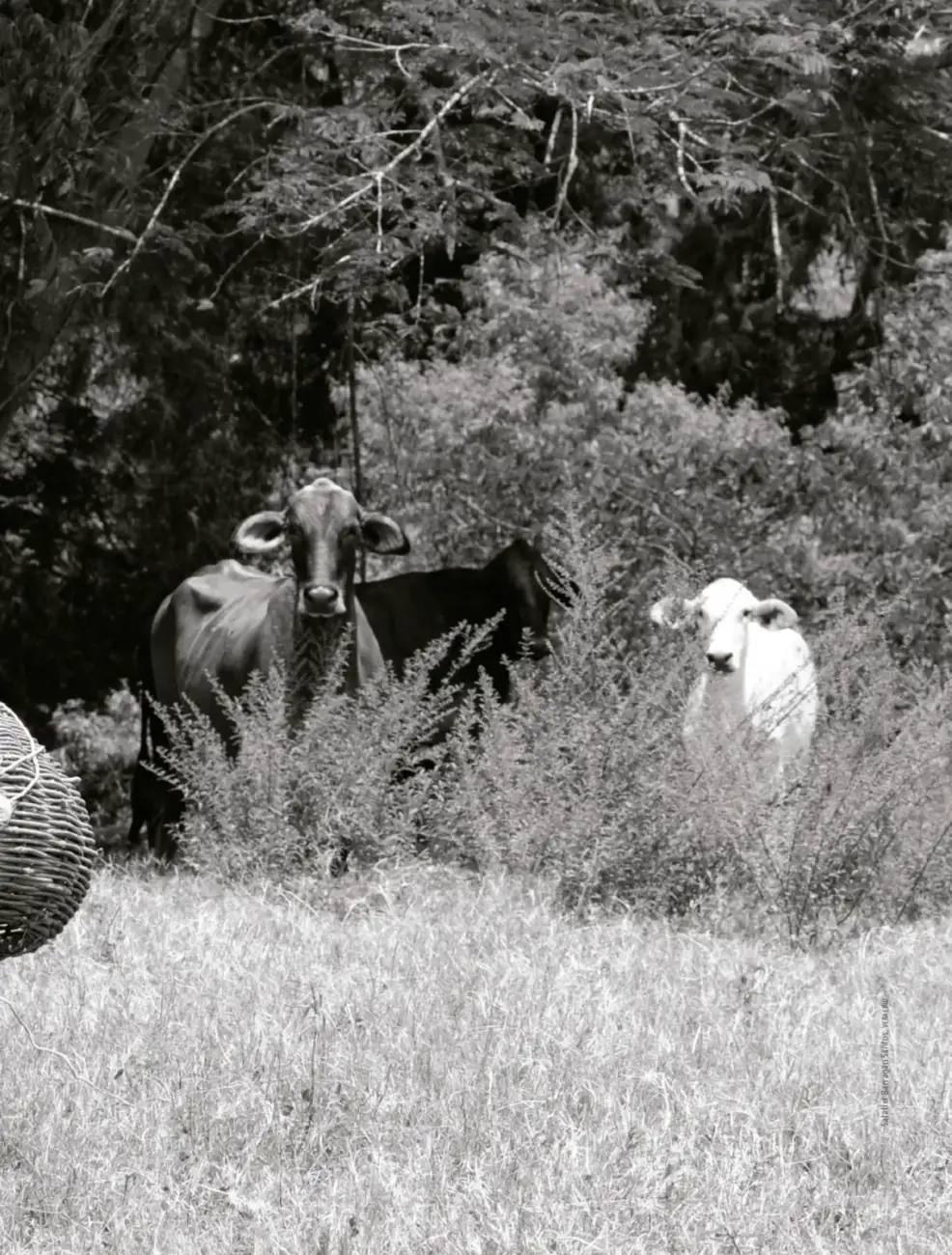 Página 198