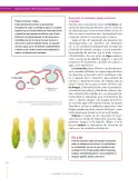 Miniatura página 154 de Ciencias Naturales 7° · Secundaria Activa