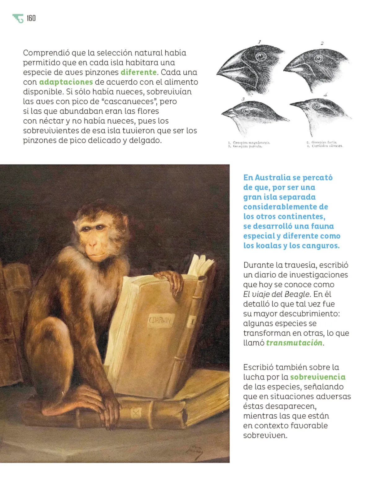 Miniatura página 161 de Múltiples lenguajes.   Libro de Educación Primaria Grado 6°  Ciclo Escolar 2025 - 2026