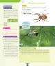 Miniatura página 91 de Ciencias Naturales – Segundo Básico | Texto del Estudiante MINEDUC – Descargar PDF · 2024