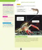 Miniatura página 87 de Ciencias Naturales – Segundo Básico | Texto del Estudiante MINEDUC – Descargar PDF · 2024