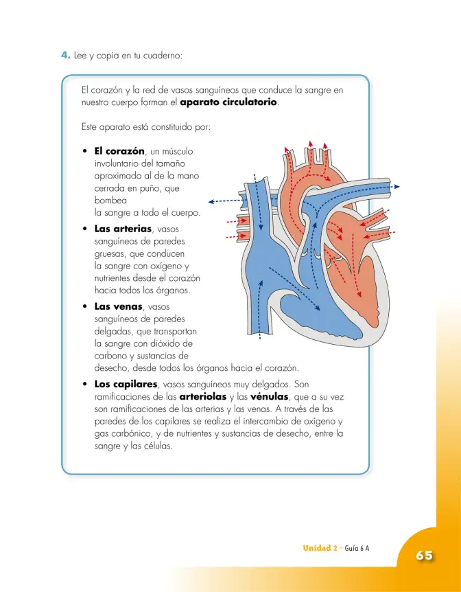 Página 65 de Ciencias Naturales 5° · Cartilla 01