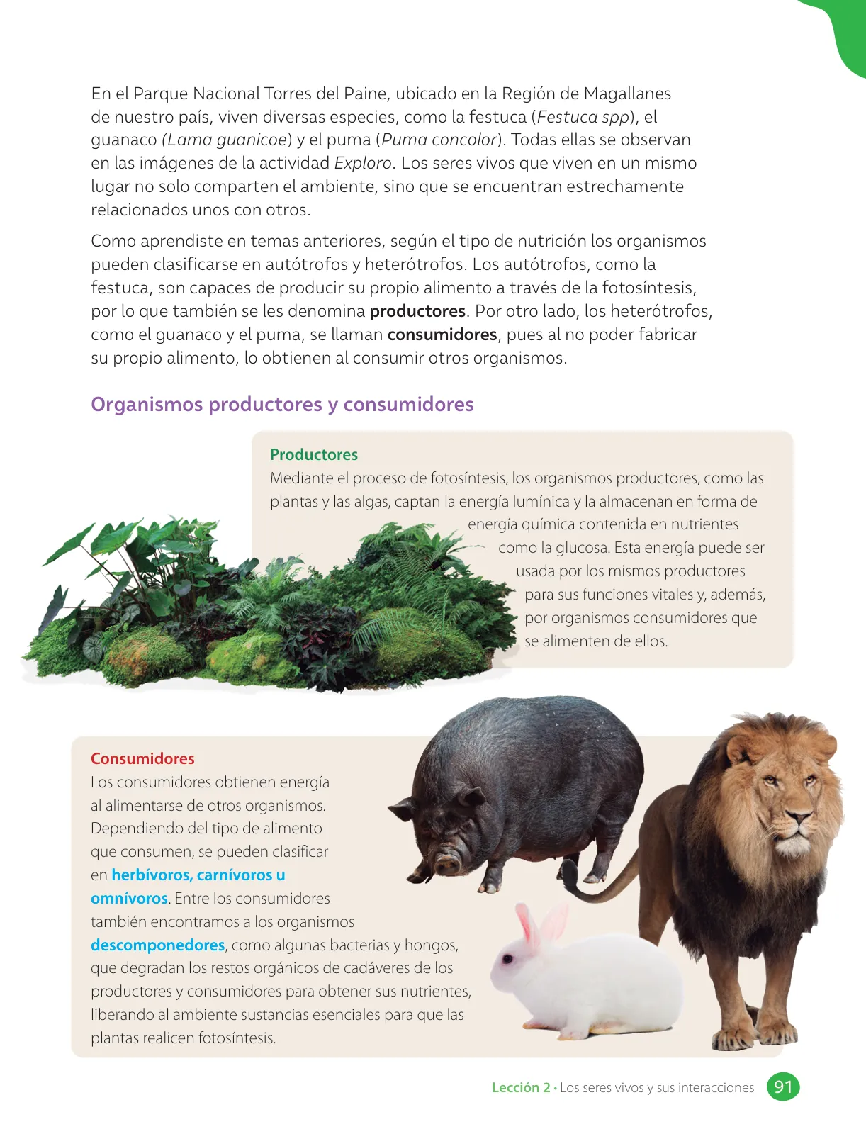 Miniatura página 93 de Libro de Ciencias Naturales – Quinto Básico | Texto del Estudiante MINEDUC – Descargar PDF · 2024