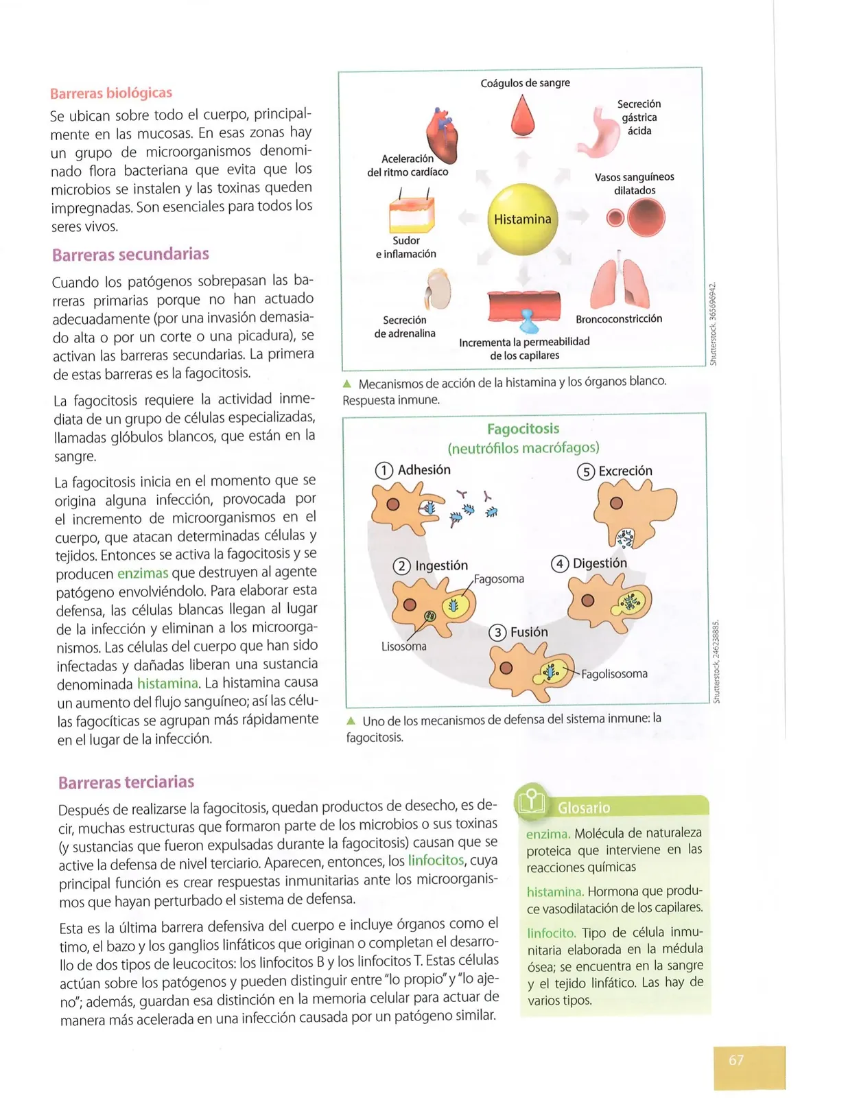 Página 66 de Ciencias Naturales · 8 EGB · 2025