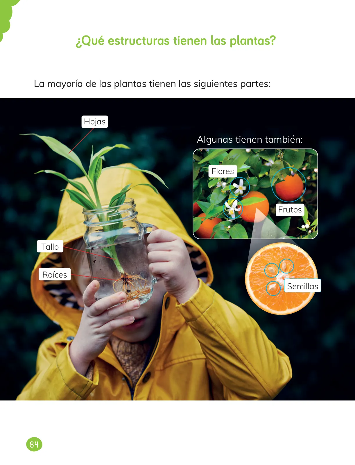 Página 86 de Ciencias Naturales – Primero Básico | Texto del Estudiante (MINEDUC) – Descargar PDF · 2024