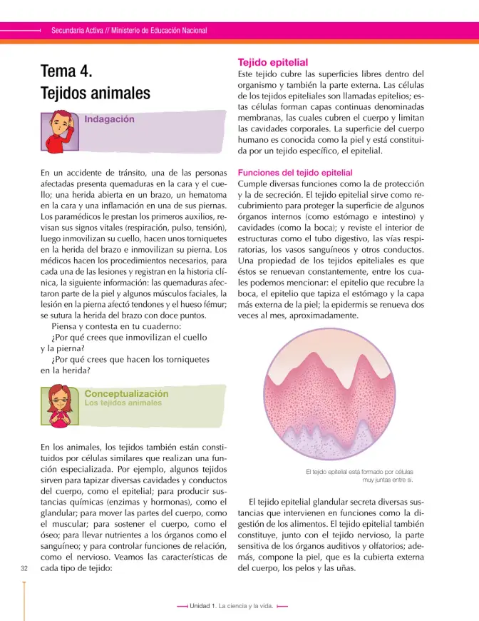 Página 32 de Ciencias Naturales 7° · Secundaria Activa