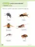 Miniatura página 35 de Ciencias Naturales – Segundo Básico | Texto del Estudiante MINEDUC – Descargar PDF · 2024