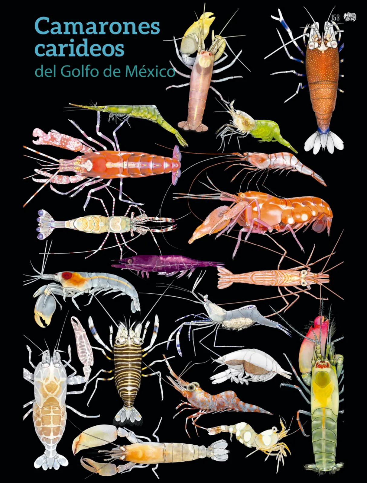 Página 154 de Colección Sk´asolil. Múltiples lenguajes. Libro de Educación Secundaria Grado 2° Ciclo Escolar 2025 - 2026