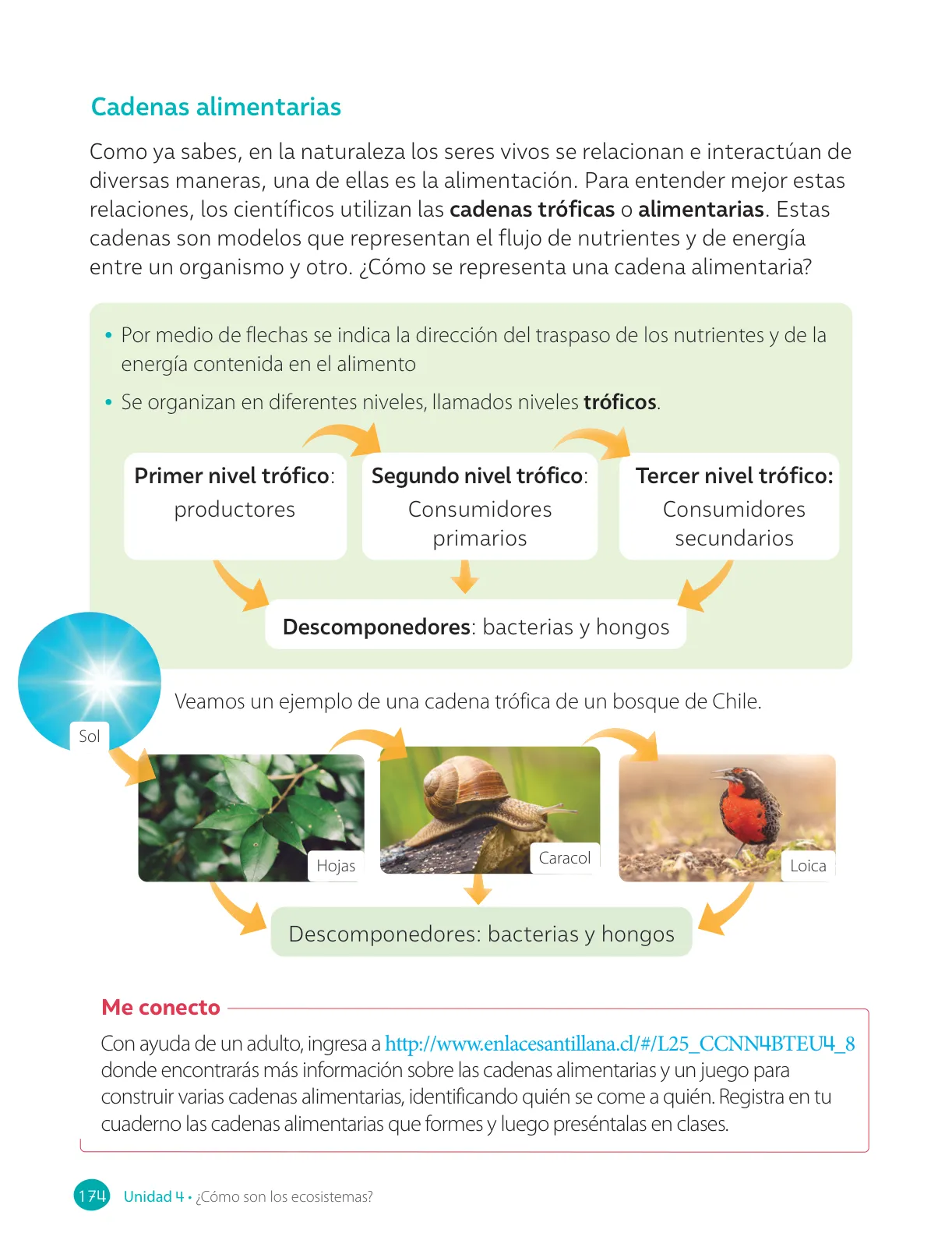 Página 176 de Ciencias Naturales – Cuarto Básico | Texto del Estudiante MINEDUC – Descargar PDF · 2024