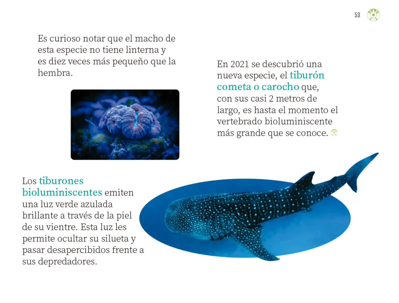 Miniatura página 54 de Múltiples lenguajes.   Libro de Educación Preescolar Grado 3°  Ciclo Escolar 2025 - 2026