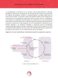 Miniatura página 11 de Orientaciones para la indagación en Matemática · 2024