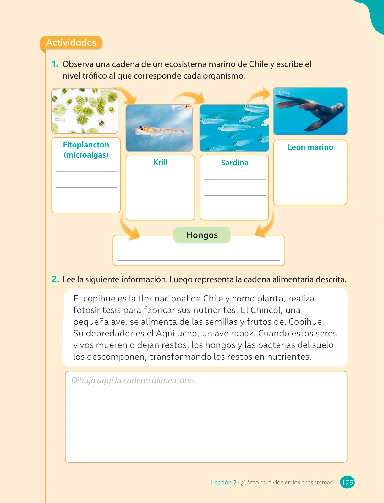 Página 177 de Ciencias Naturales – Cuarto Básico | Texto del Estudiante MINEDUC – Descargar PDF · 2024