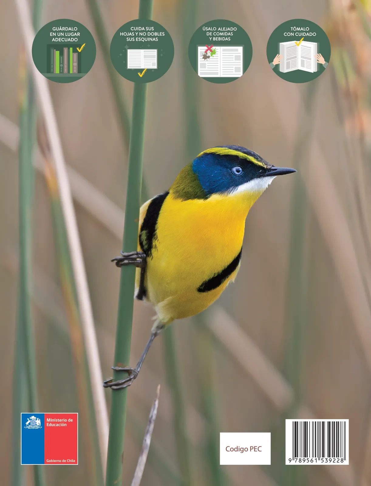 Miniatura página 188 de Ciencias Naturales – Primero Básico | Texto del Estudiante (MINEDUC) – Descargar PDF · 2024