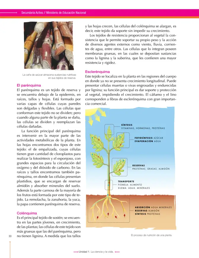 Página 30 de Ciencias Naturales 7° · Secundaria Activa