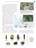 Miniatura página 50 de Nuestros saberes: México, grandeza y diversidad.   Libro de Educación Primaria Grado 4°  Ciclo Escolar 2025 - 2026