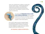 Miniatura página 156 de Múltiples lenguajes.   Libro de Educación Preescolar Grado 1°  Ciclo Escolar 2025 - 2026