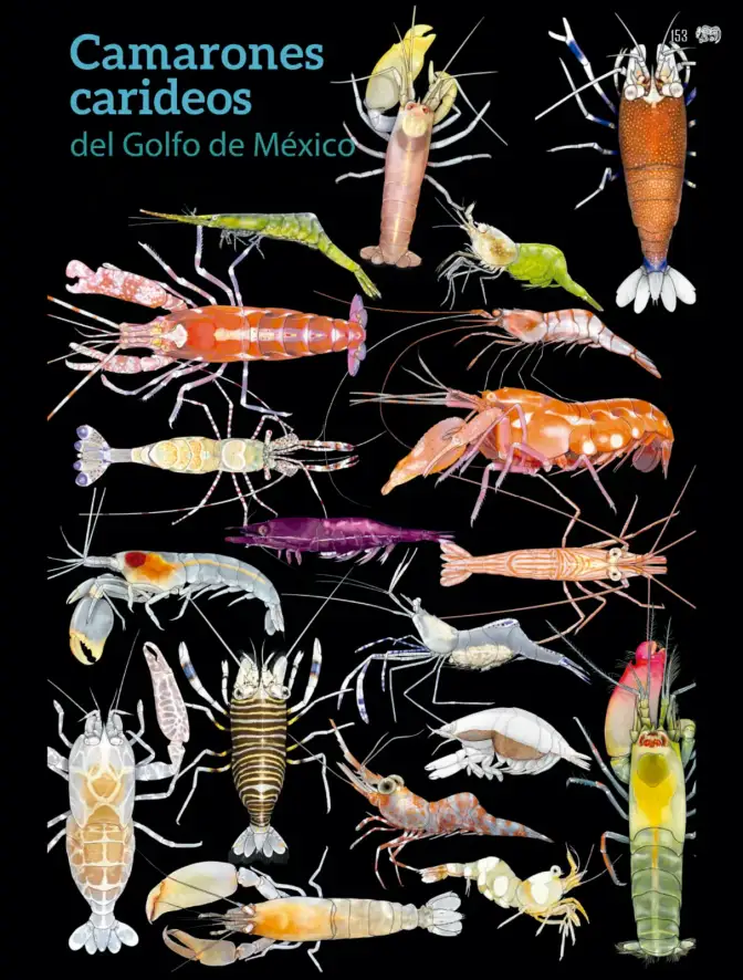 Página 154 de Colección Sk´asolil. Múltiples lenguajes. Libro de Educación Telesecundaria Grado 2° Ciclo Escolar 2025 - 2026
