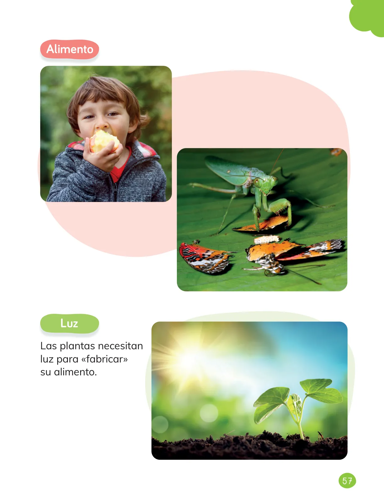 Página 59 de Ciencias Naturales – Primero Básico | Texto del Estudiante (MINEDUC) – Descargar PDF · 2024