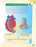 Miniatura página 137 de Libro de Ciencias Naturales – Quinto Básico | Texto del Estudiante MINEDUC – Descargar PDF · 2024