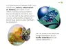 Miniatura página 84 de Múltiples lenguajes.   Libro de Educación Preescolar Grado 1°  Ciclo Escolar 2025 - 2026