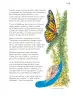 Miniatura página 34 de Múltiples lenguajes.   Libro de Educación Primaria Grado 3°  Ciclo Escolar 2025 - 2026