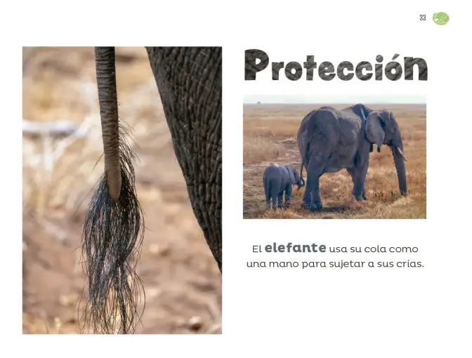 Página 34 de Múltiples lenguajes. Libro de Educación Preescolar Grado 1° Ciclo Escolar 2025 - 2026