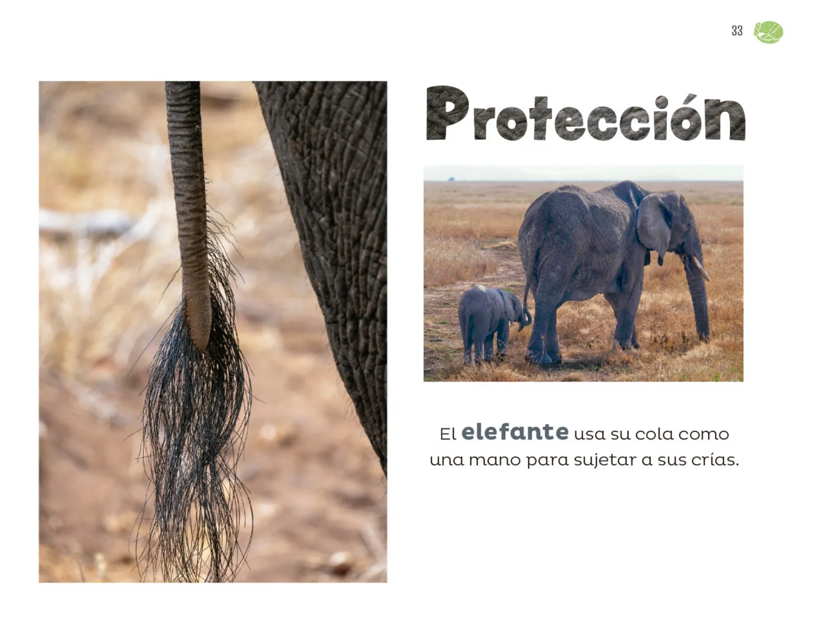 Miniatura página 34 de Múltiples lenguajes.   Libro de Educación Preescolar Grado 1°  Ciclo Escolar 2025 - 2026